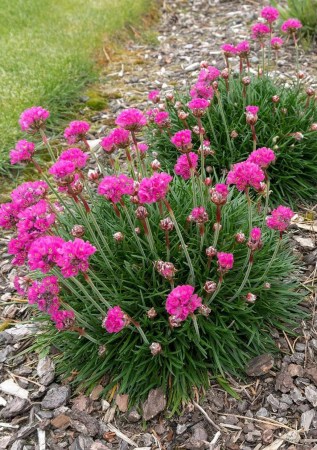 АРМЕРІЯ Rosea